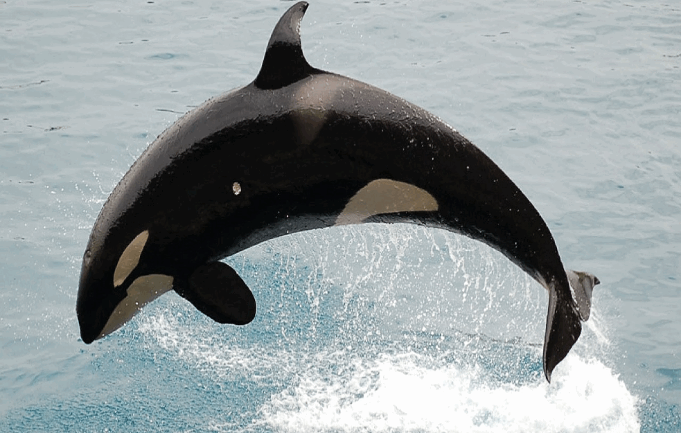 U Jadranskom moru snimljen kit, koji pliva na 200 metara od plaže (VIDEO)
